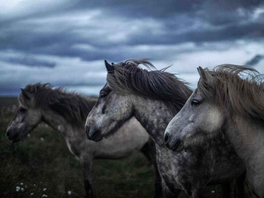 Horses
