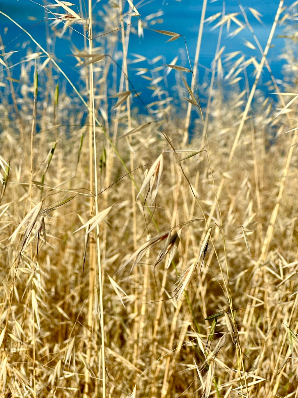 Wild Grass In&nbsp;May